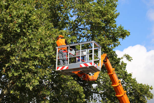 Organic Lawn Care Solutions in Mackinaw, IL