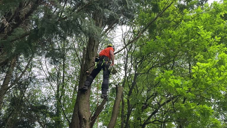 Seasonal Cleanup (Spring/Fall) in Mackinaw, IL